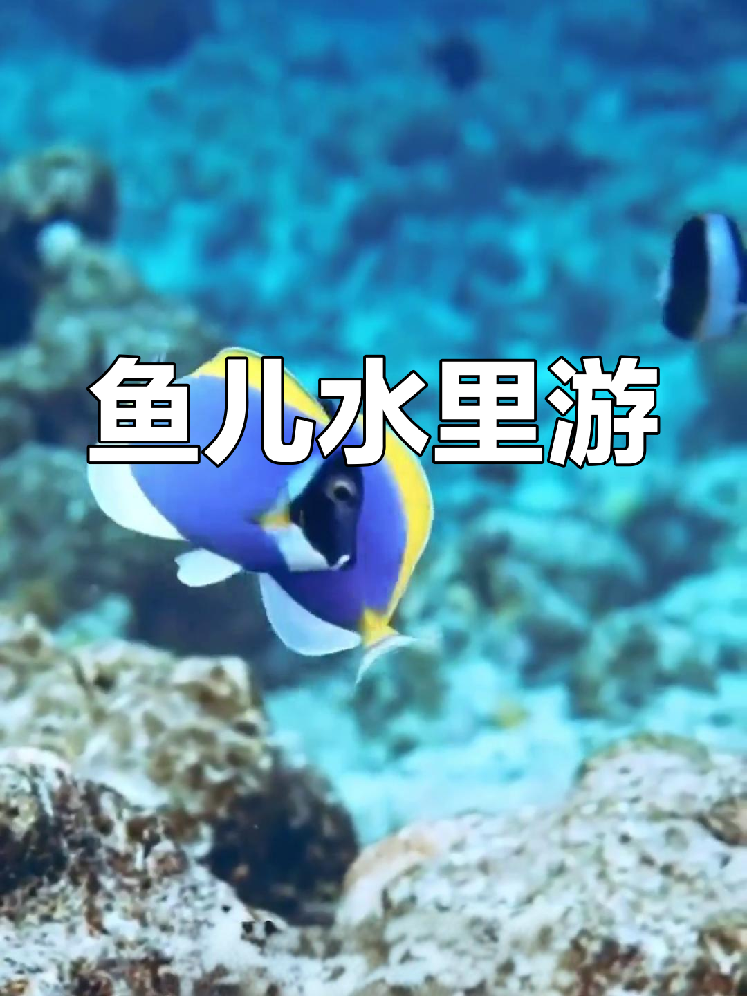 小鱼儿水中游,一起摇尾巴做朋友