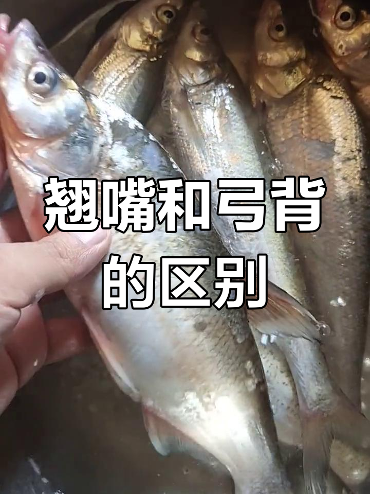 翘嘴与弓背鱼的差异解析