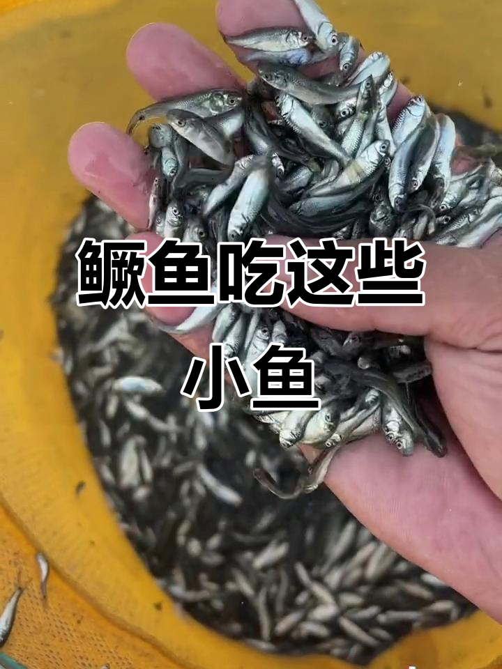 鳜鱼吃什么?揭秘路亚钓饵料鱼的秘密