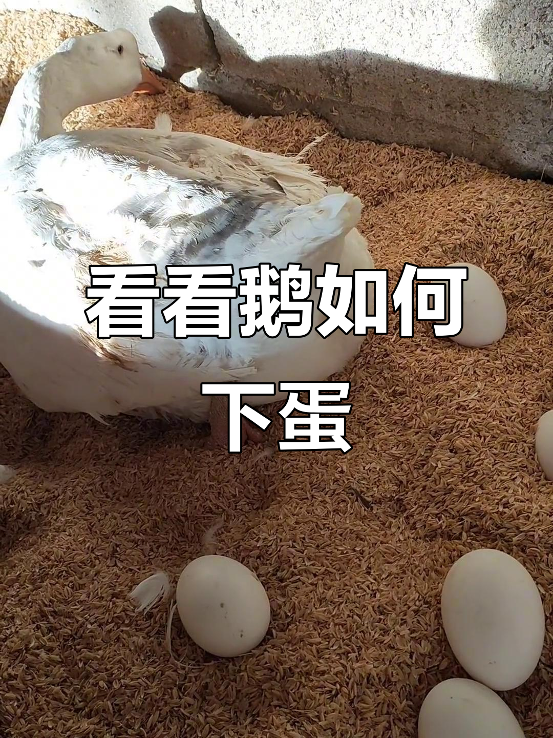 鹅下蛋全过程,竟然这么有趣!