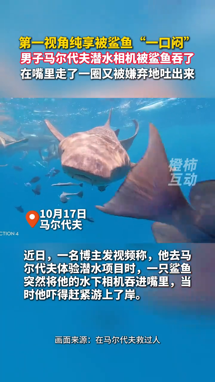 被鲨鱼“一口闷”是什么体验？男子马尔代夫潜水相机被鲨鱼吞了