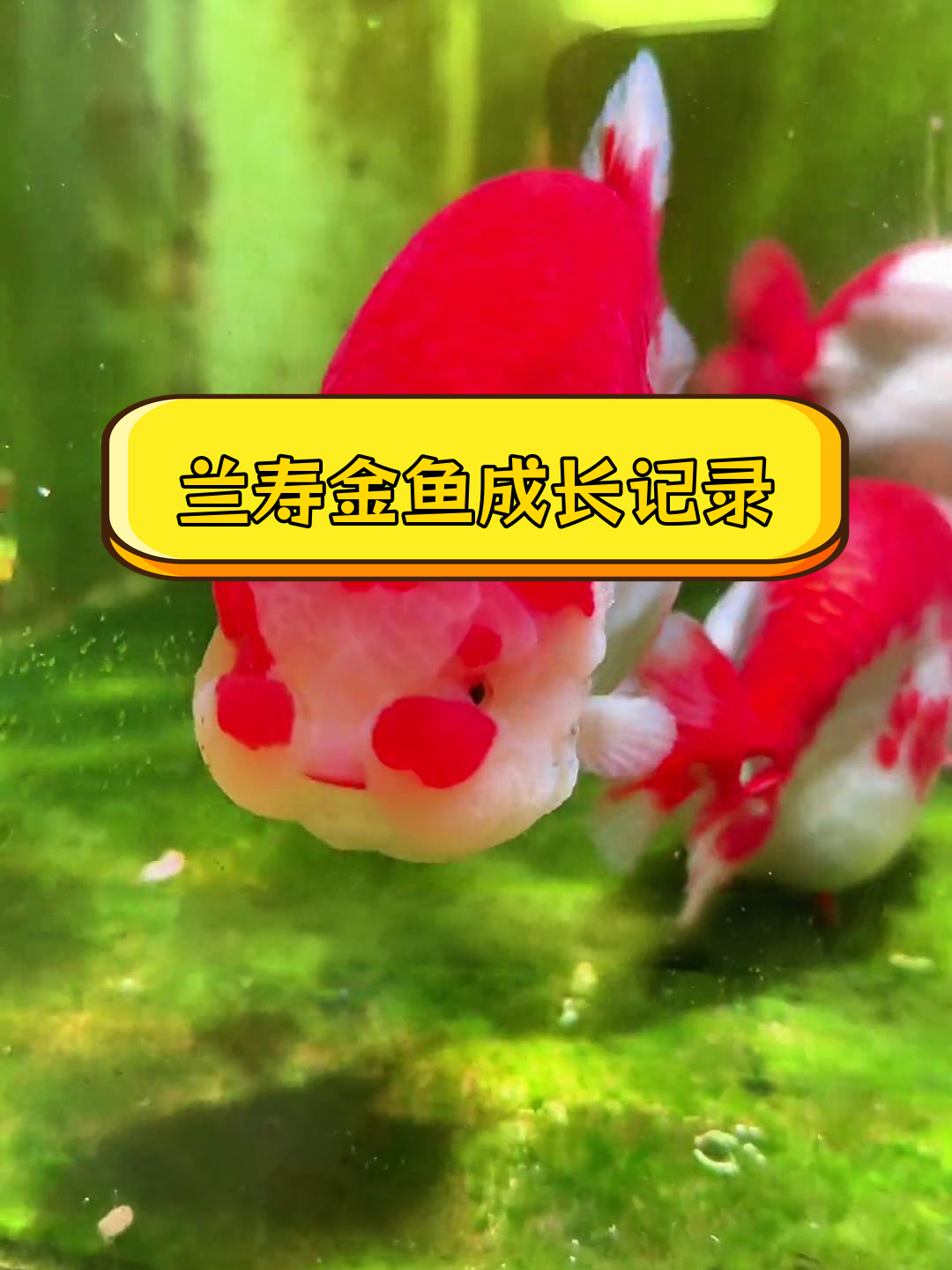 蓝兽金鱼从苗条到肥胖的奇妙变化