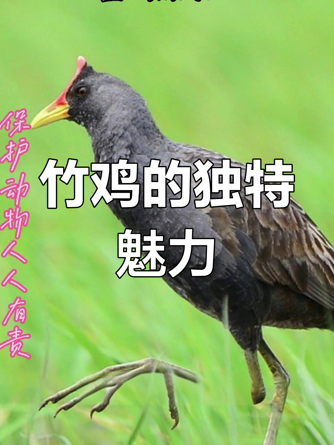 董鸡:芦苇沼泽中的神秘鸟类,飞行姿态优雅
