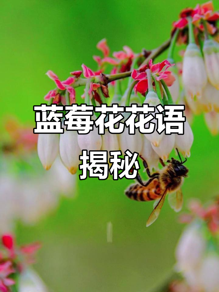8月21日:蓝莓花语,收获美好寓意与花期果期解析