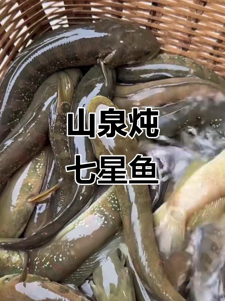 野生七星鱼的山泉水炖汤，滋补又美味