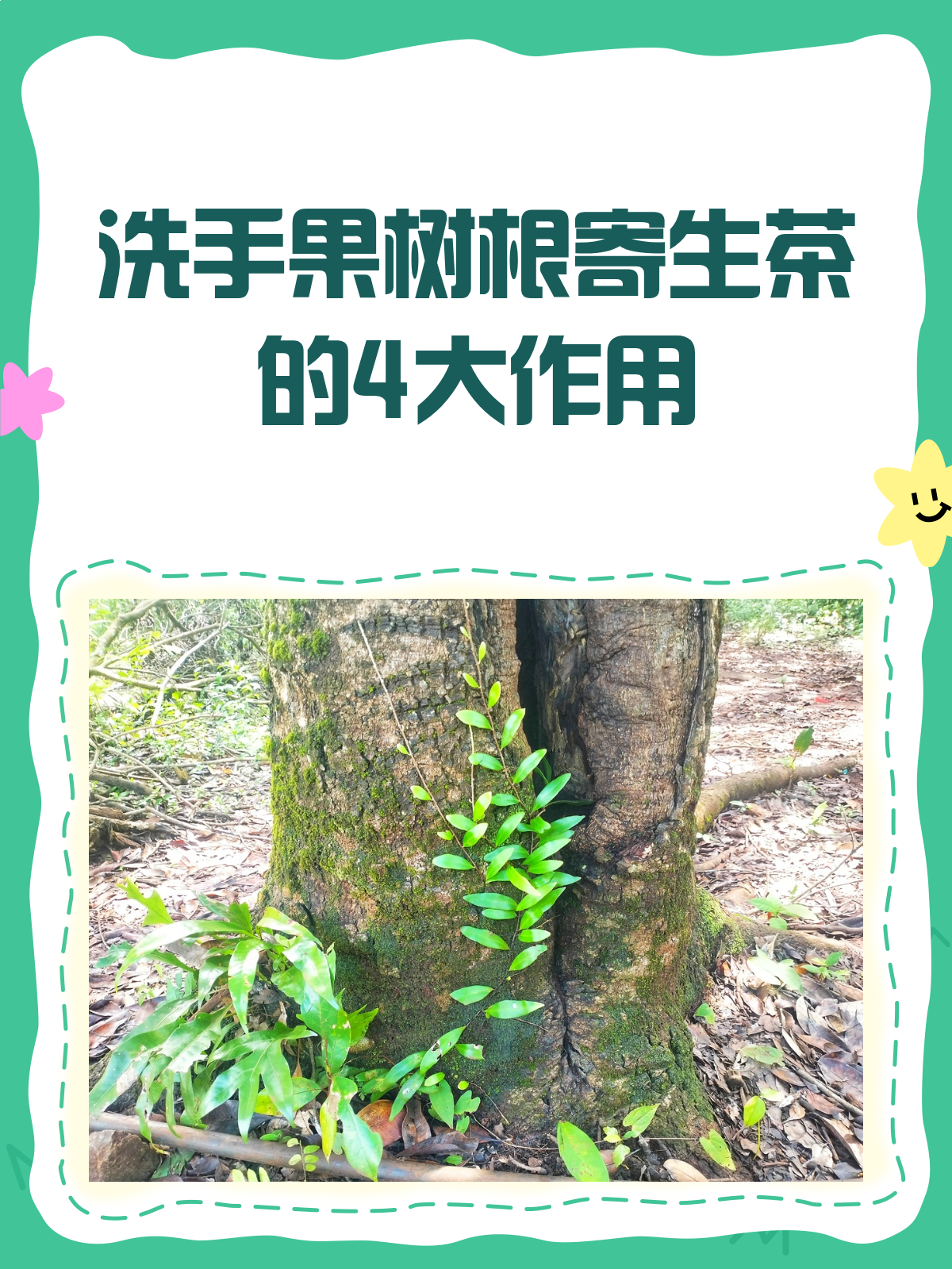 洗手果树根寄生茶,这些功效你知道吗?