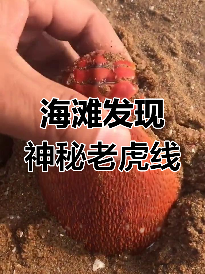 罕见“老虎线”现身海滩,渔民说见此好运连连