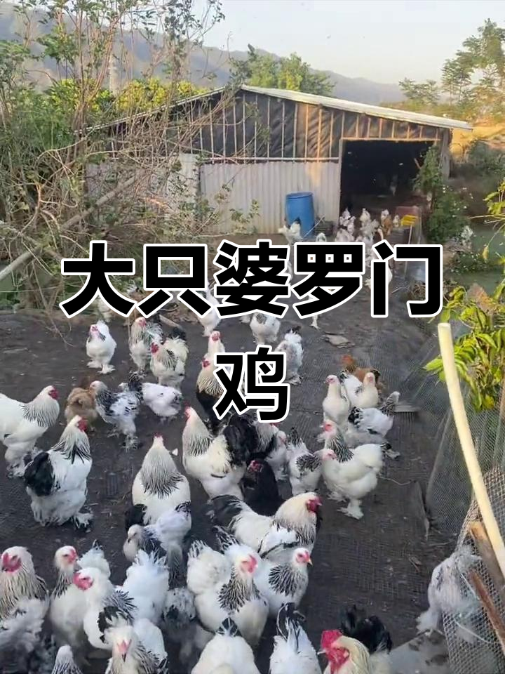 纯种婆罗门鸡,大公鸡可达十几斤