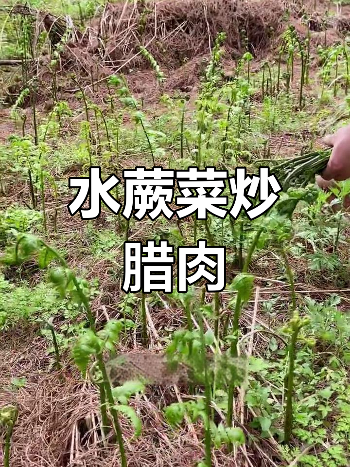 野生水蕨菜炒腊肉,嫩滑美味吃不完
