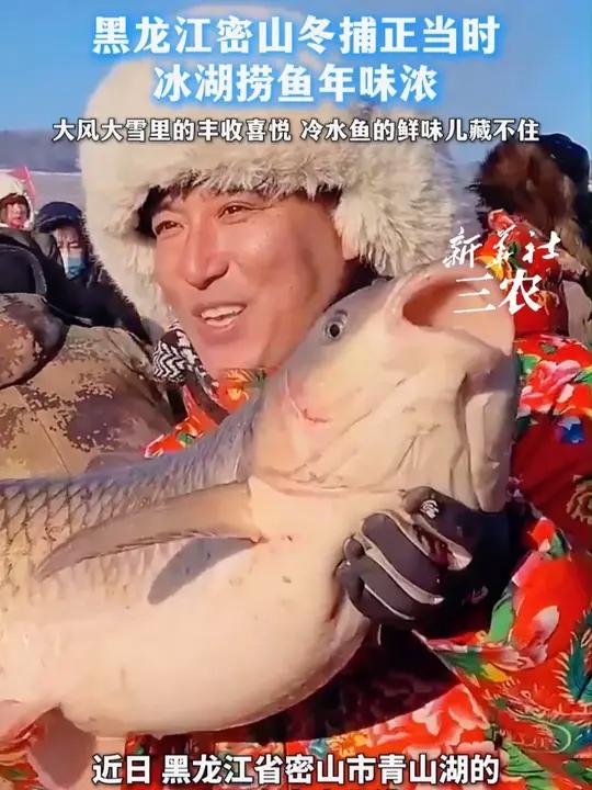 大风大雪挡不住冬捕的热乎气 青山湖冷水鱼大丰收 每周六丰收如期而至,太平乡邀你踏冰品鱼。留