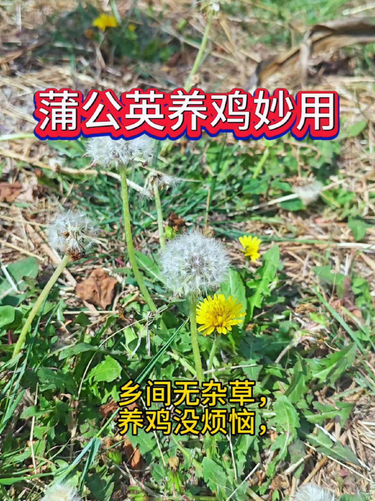 乡间无杂草,认识都是宝,中草药养鸡技术,养鸡知识 科学养鸡 养鸡技术 中草药养鸡技术 创业