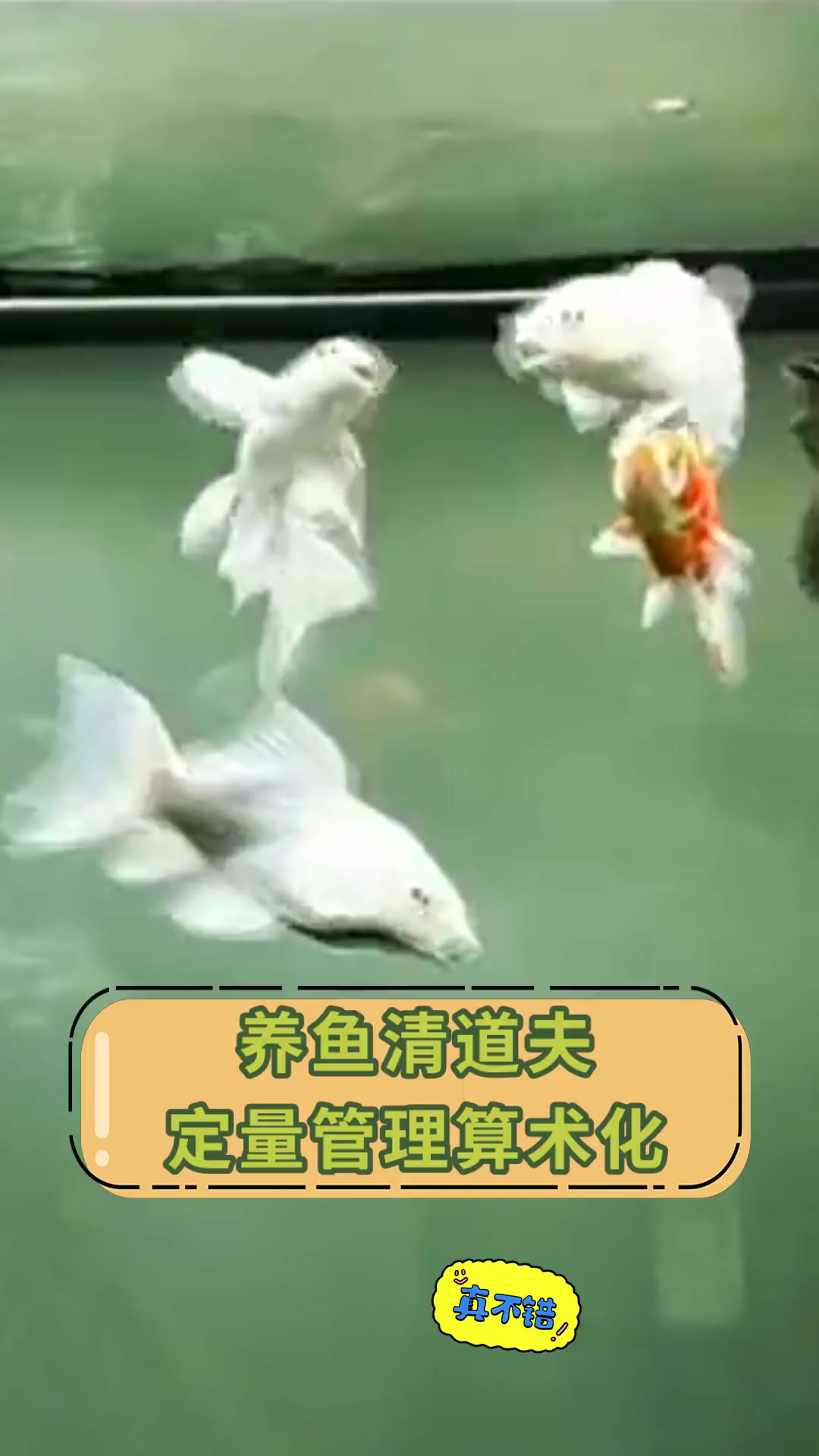 养鱼清道夫,定量管理算术化