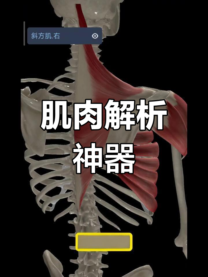 探索肌肉分布,3D解剖软件让你一目了然