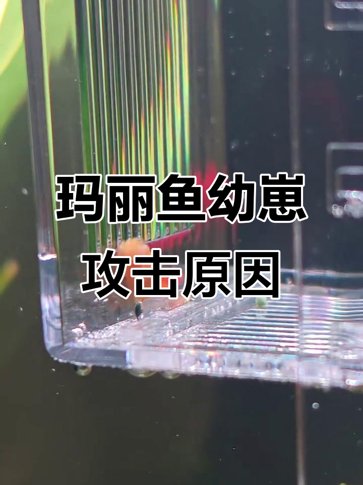 玛丽鱼幼崽为何不断咬黄金大胡子?白点病背后的真相