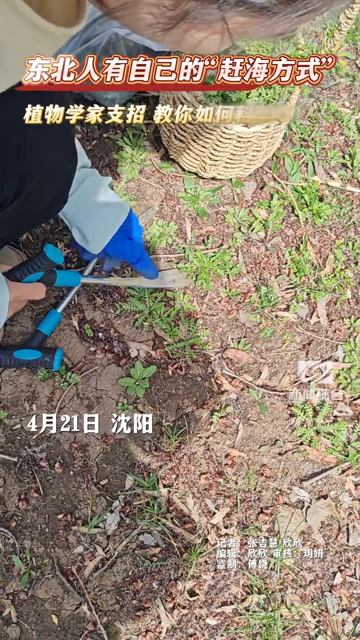 植物学家支招教你如何科学挖野菜 东北人有自己的“赶海方式”
