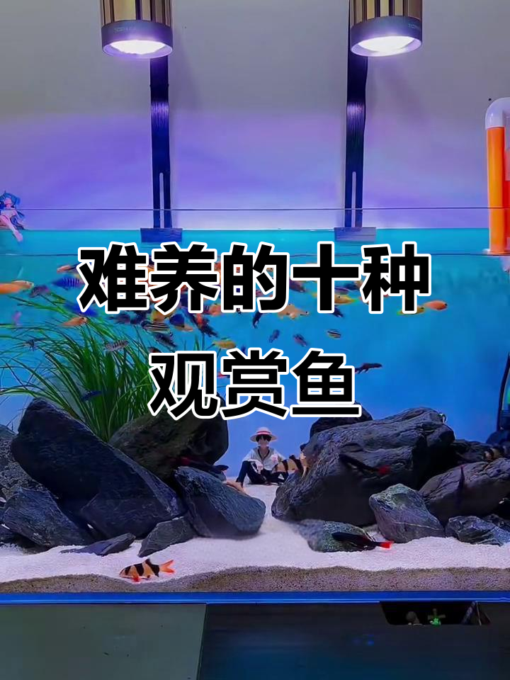 养了才发现的十大最难搞观赏鱼，你中招了吗？