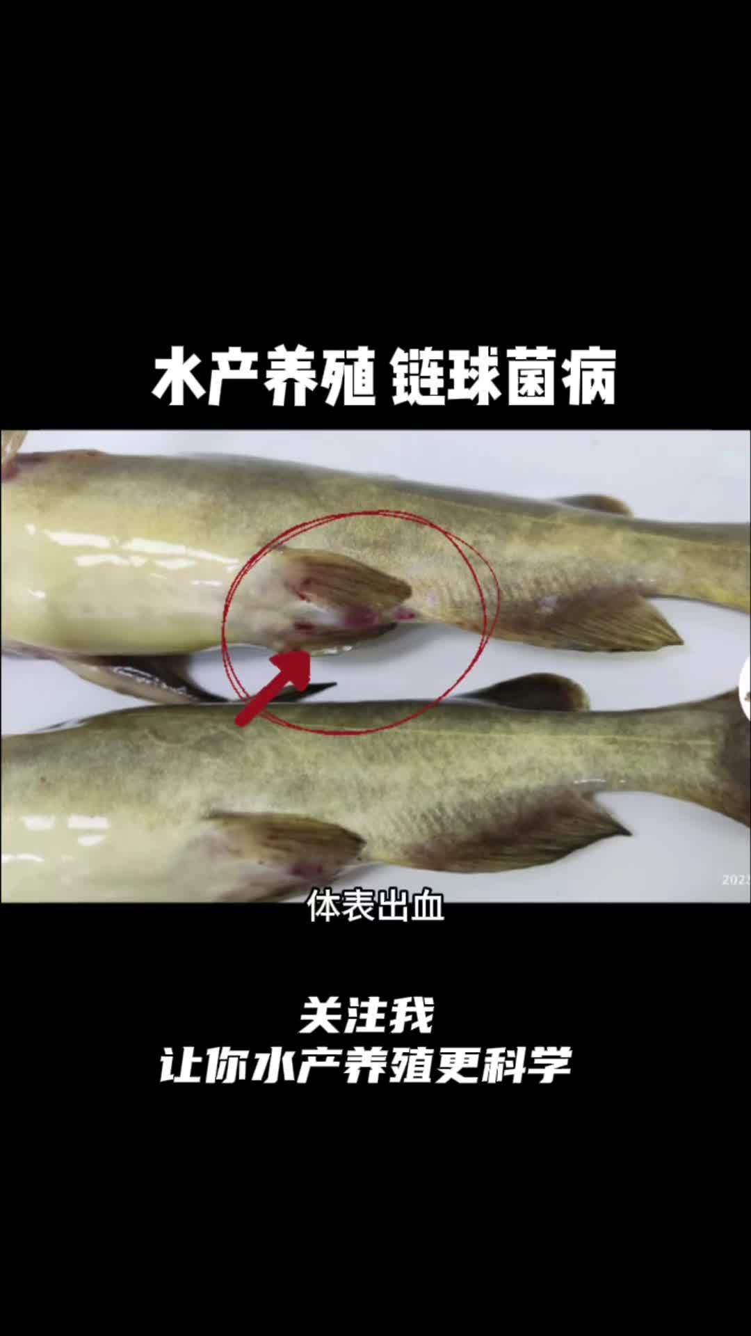 这个问题很棘手,一定要重视起来!四大家鱼养殖 水产人 链球菌病 水产养殖技术 鲈鱼鳜鱼黄颡