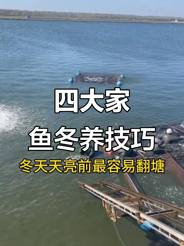 冬季养殖四大家鱼,增氧机如何正确使用?