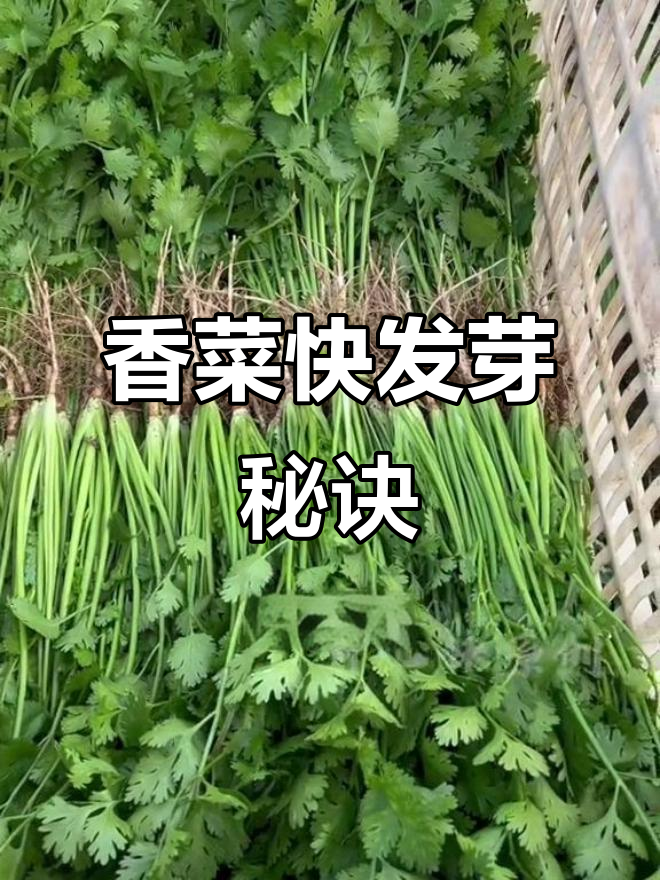 夏季香菜种植小技巧,快速出芽又健康
