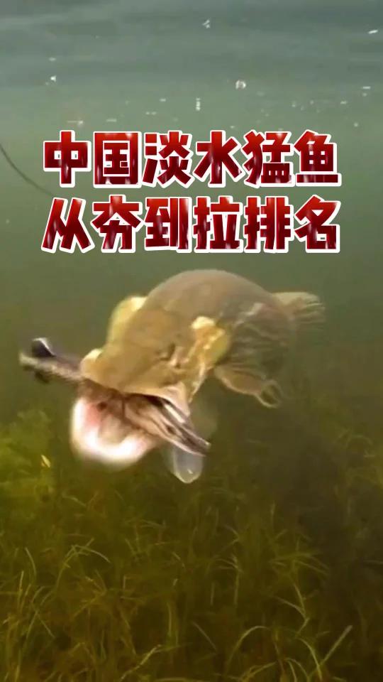 中国淡水猛鱼从夯到拉排名