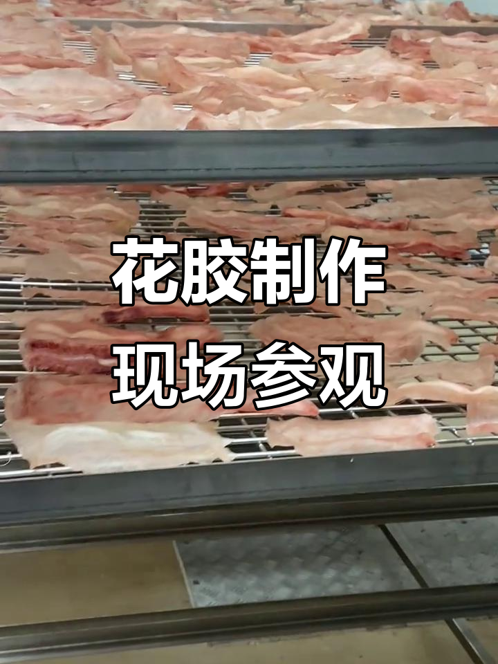 探访花胶工厂,揭秘新西兰鳕鱼胶制作过程