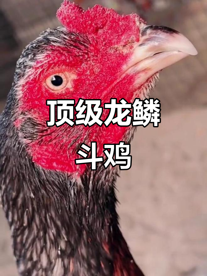 龙鳞灰鬼母斗鸡,5斤8出蛋稳定高产
