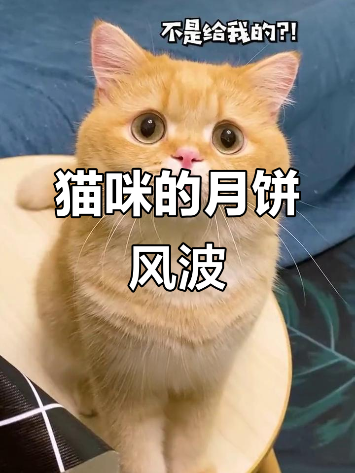 鱼丸吃月饼,鱼蛋却委屈了?