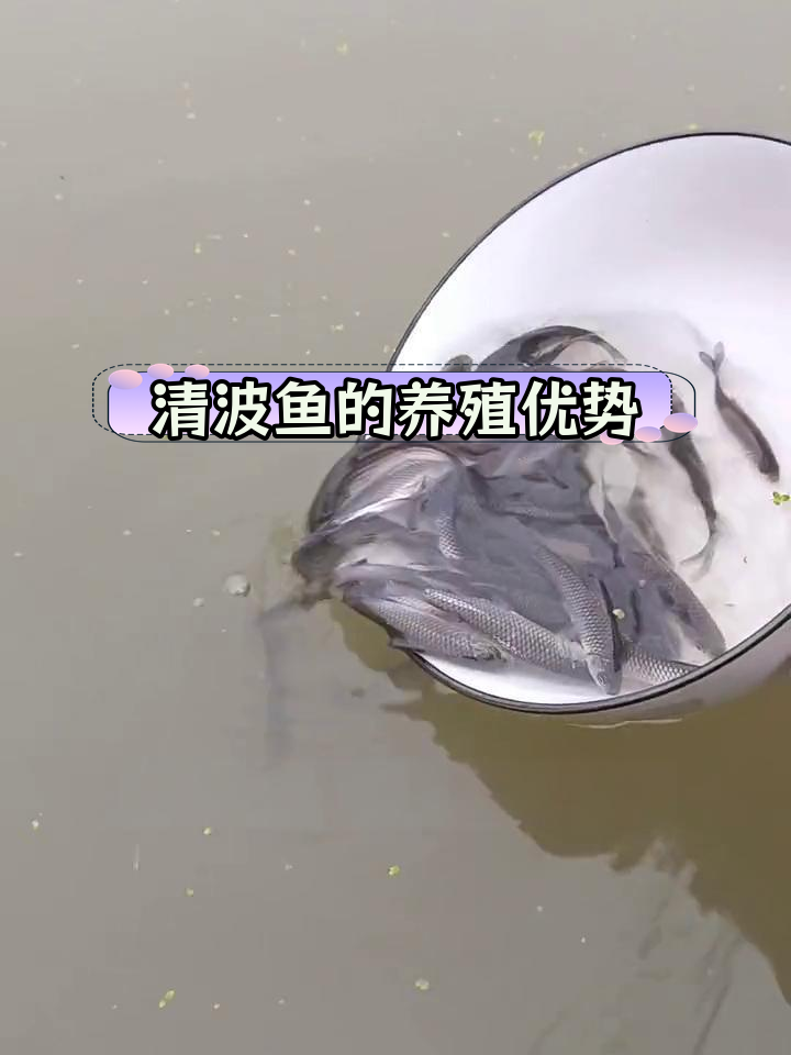 长江原产清波鱼,草食性大型鱼类