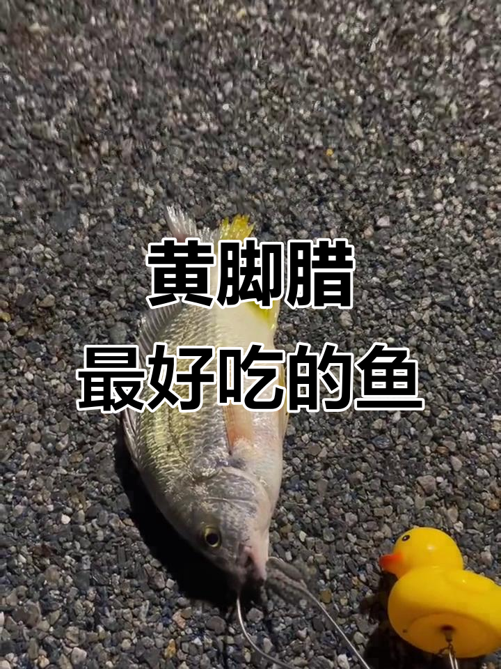 钓鱼才是抖音最热运动,黄脚腊鱼美味无敌
