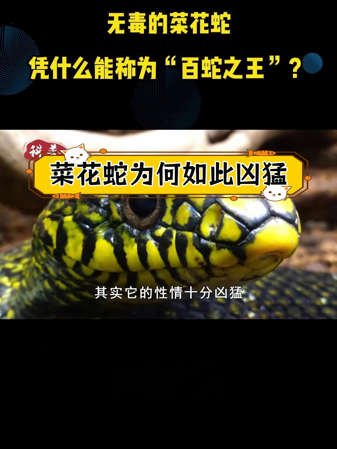 菜花蛇:无毒却能捕食毒蛇的“百蛇之王”