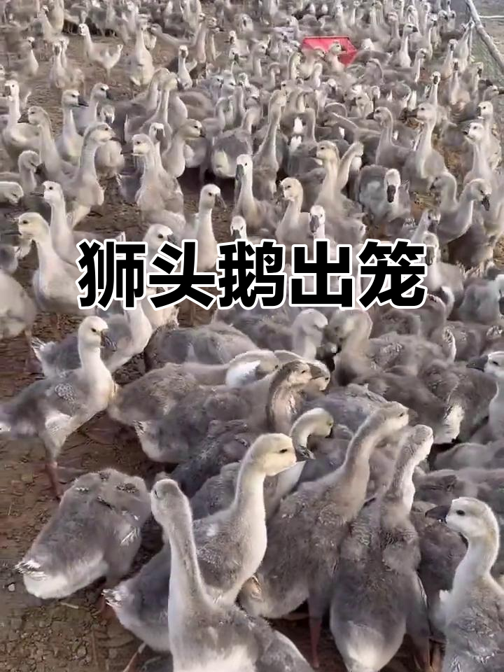 狮头鹅30天出栏,养殖旺季来临!