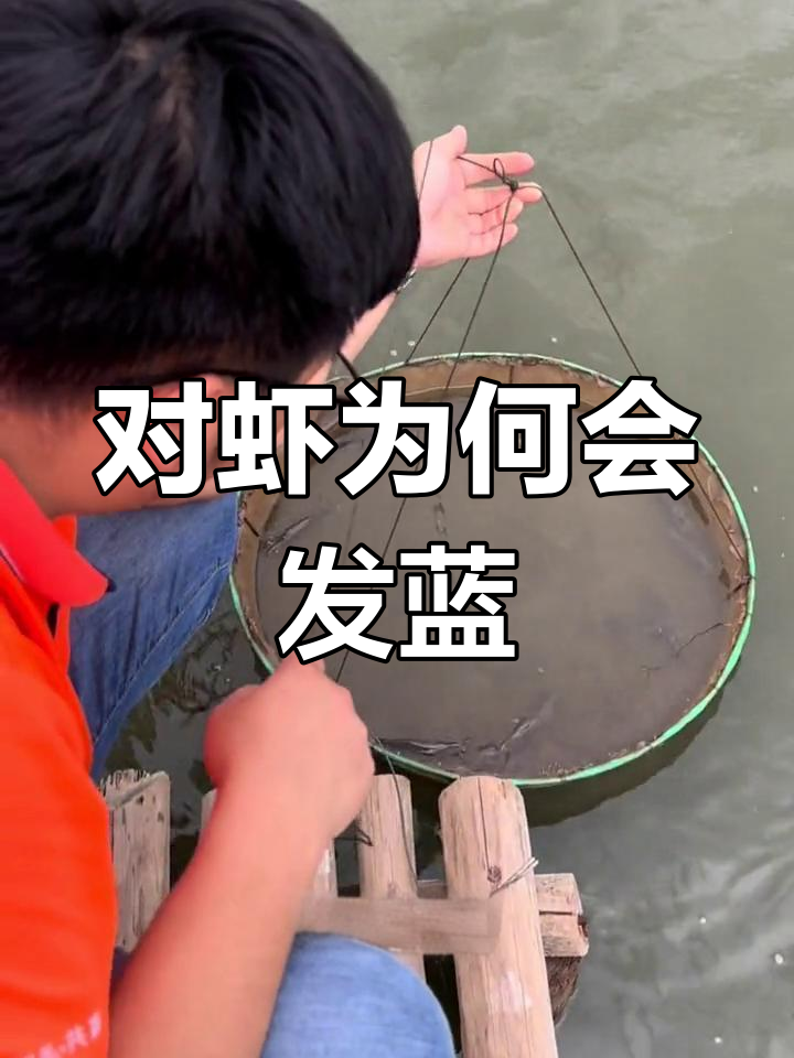 对虾蓝身现象的三大原因解析