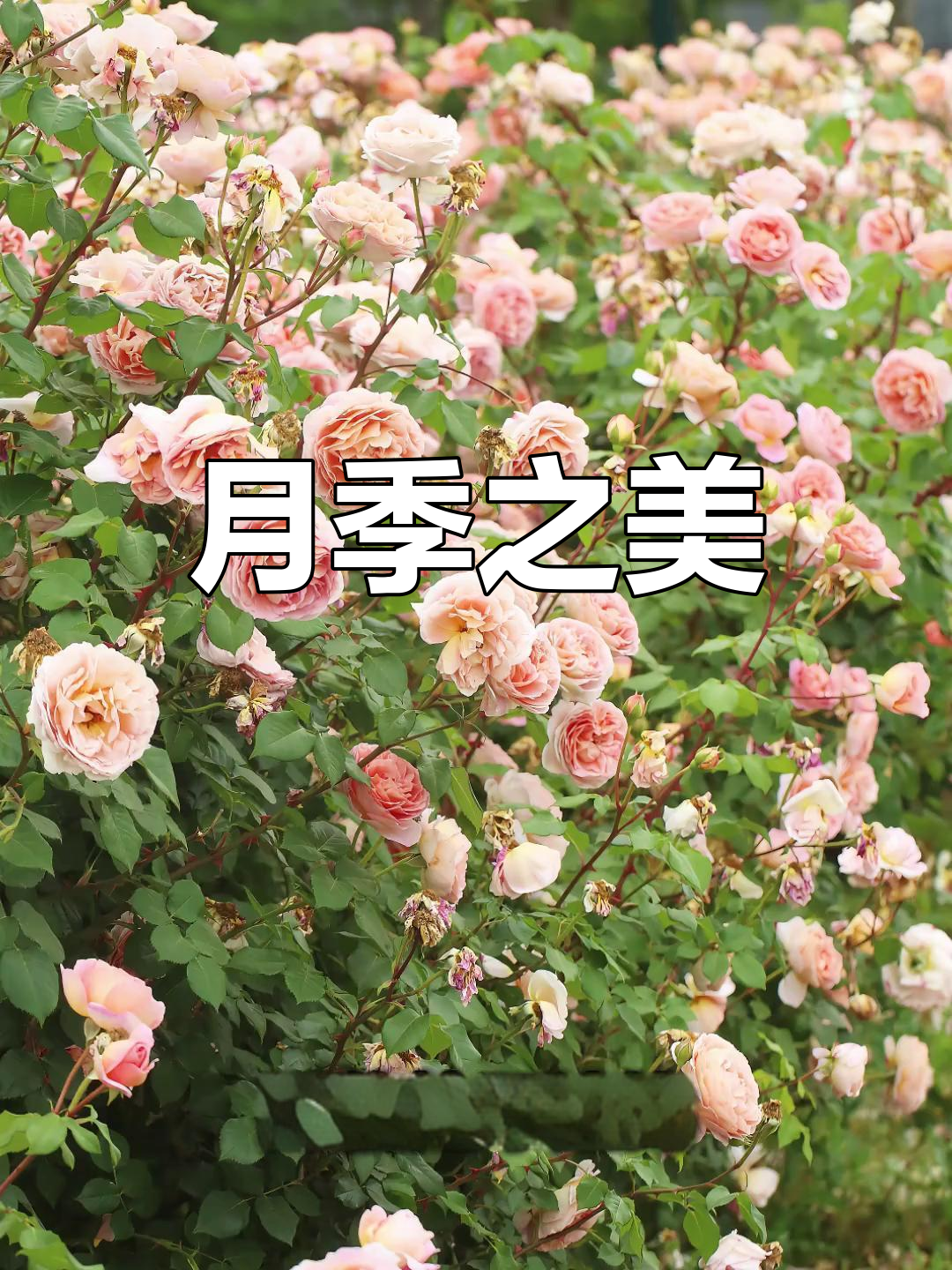 亚伯月季,一株带来四季如春的美丽