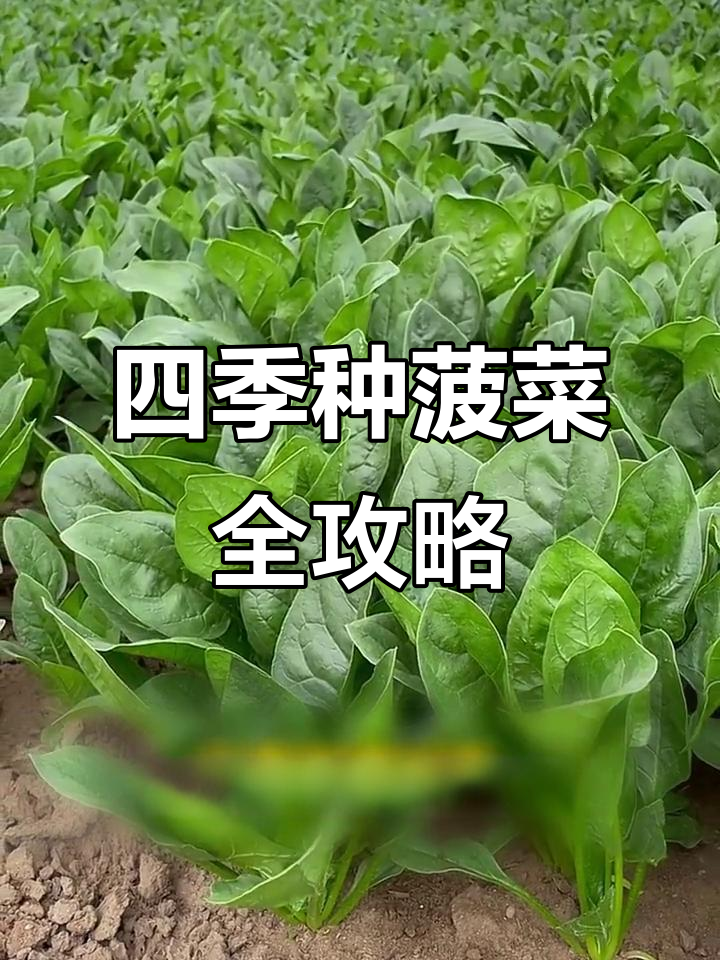 四季菠菜种植技巧,掌握这些方法不出苗找我