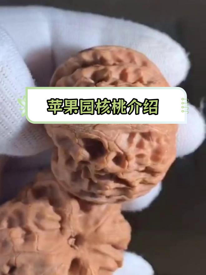 文玩核桃品种解析:苹果园狮子头