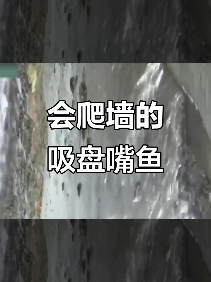 吸盘嘴鱼逆袭悬崖,水流中自由移动