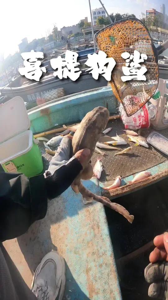 天天气不错,约上钓友直冲翔安大桥,虽然鱼情一般,却收获大黄翅、狗鲨、大梭子鱼