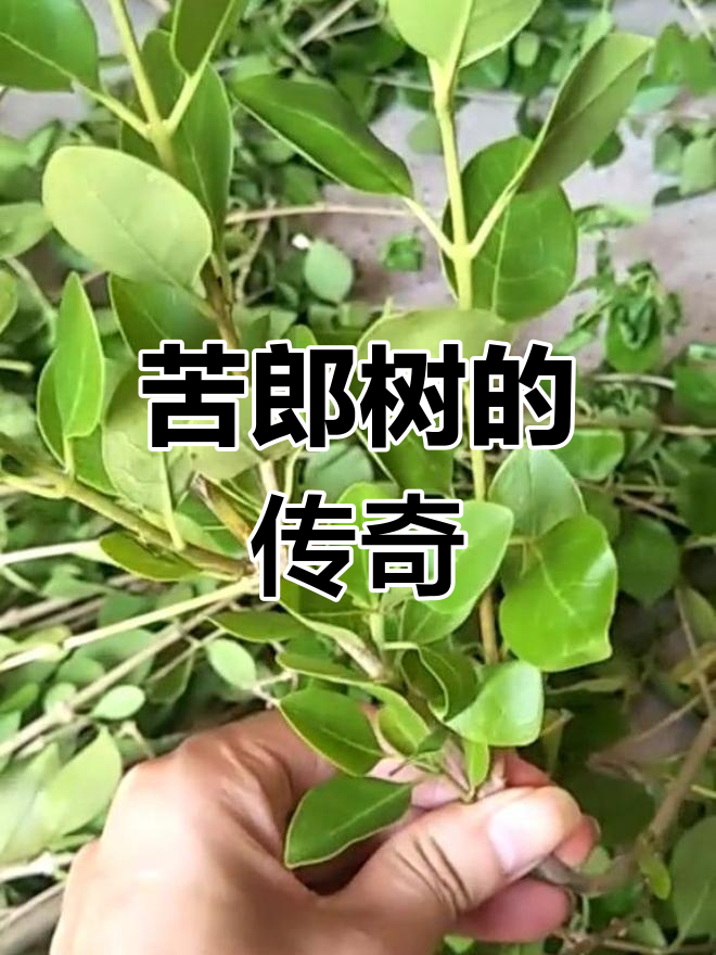 苦郎树曾是穷人的救命药,树枝有毒,用途广泛