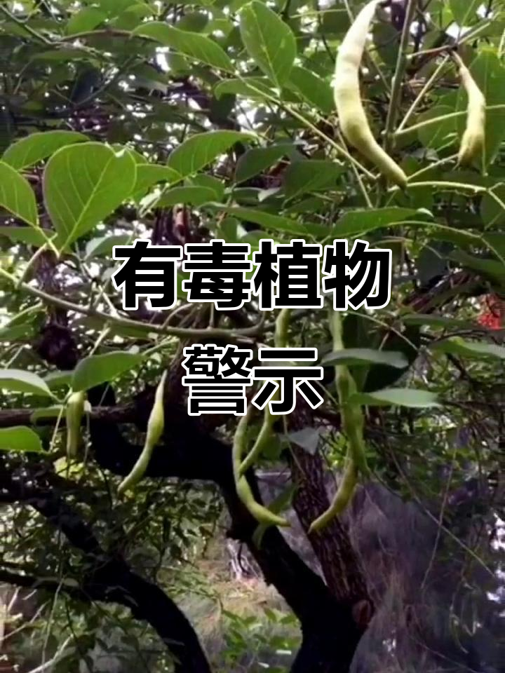 鸡冠刺桐虽美，种子有毒，切勿误食！