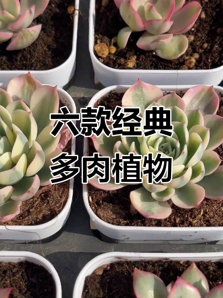 女雏锦、白菊等六种多肉植物，美丽又独特