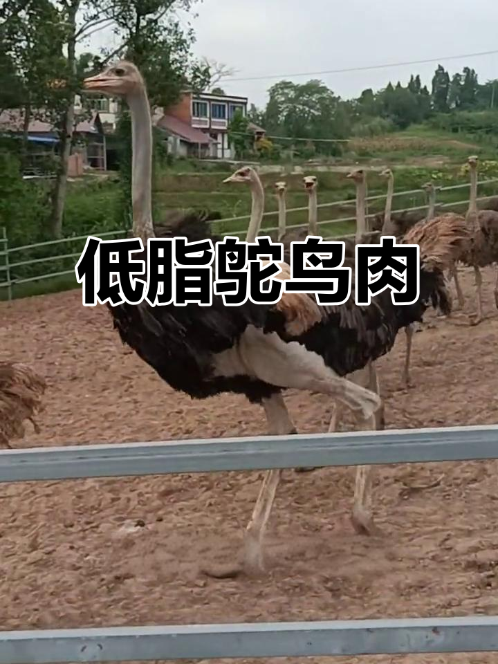 鸵鸟肉：低脂高钙，营养价值堪比牛肉