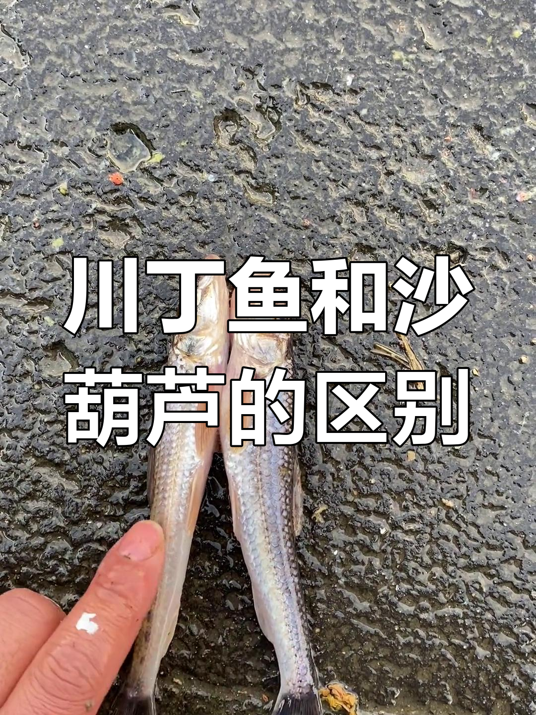 川丁鱼与沙葫芦:两种相似的乌苏里江美味