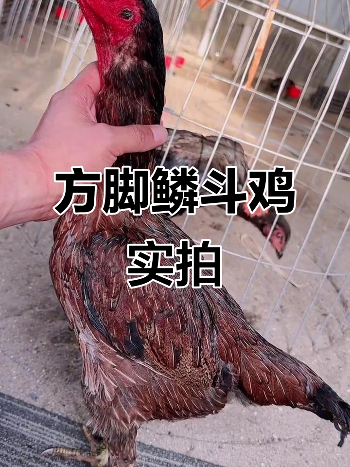 越南斗鸡现场:方脚鳞全满加钢,轻松下蛋展示实力