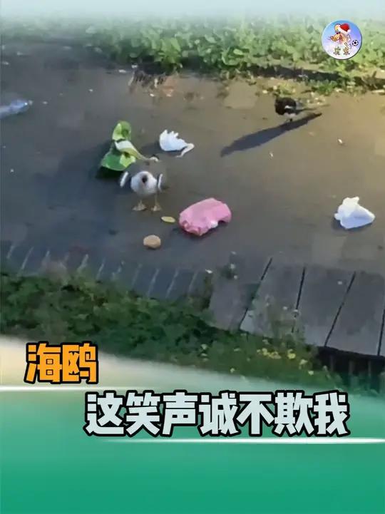 没听过海鸥笑和不开心的都可以来看这个视频海鸥素材cr