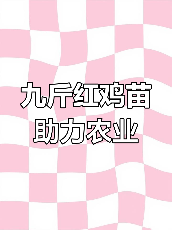 红玉380大红公鸡苗助力三农,K9品种引领市场
