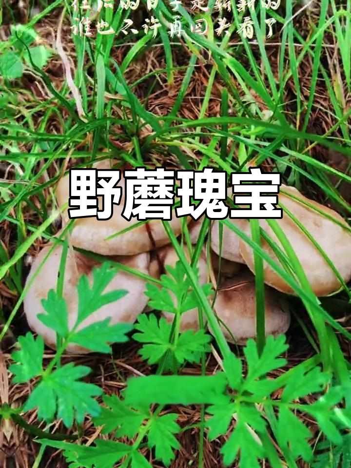 五台山野生蘑菇,营养丰富,药用价值高