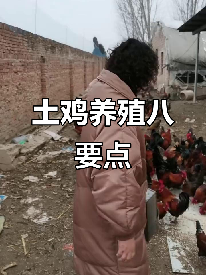 土鸡养殖八大成功秘诀，学会这些让你事半功倍