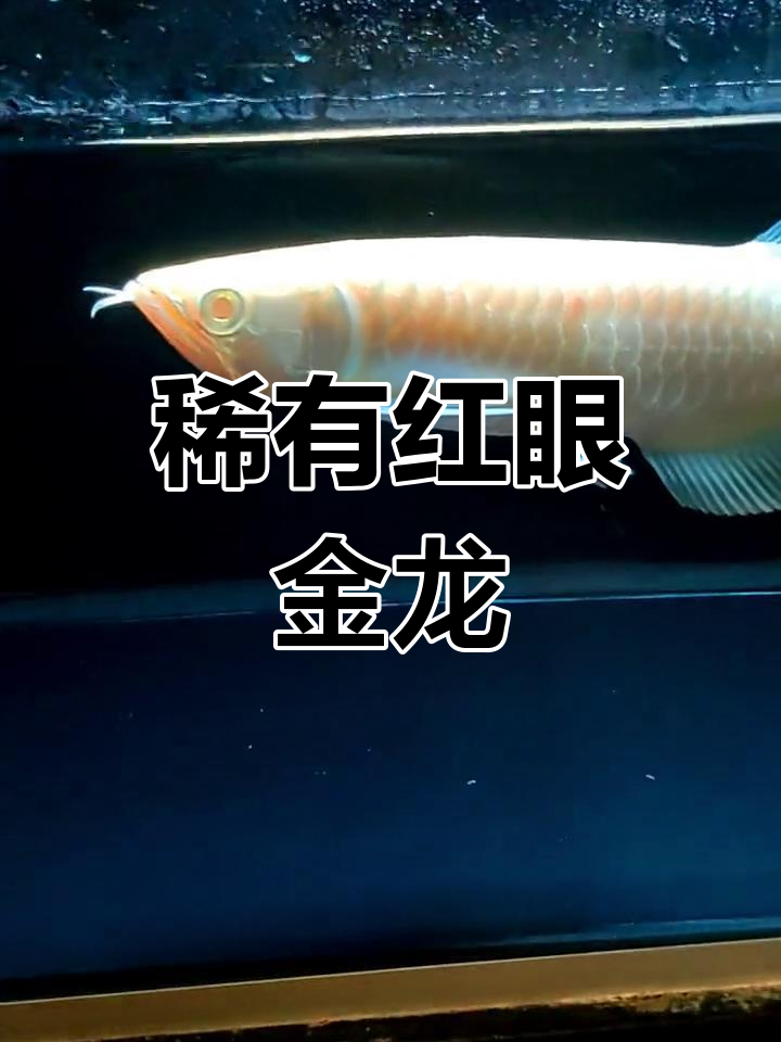 红眼白子金龙鱼,价值三十万以上!