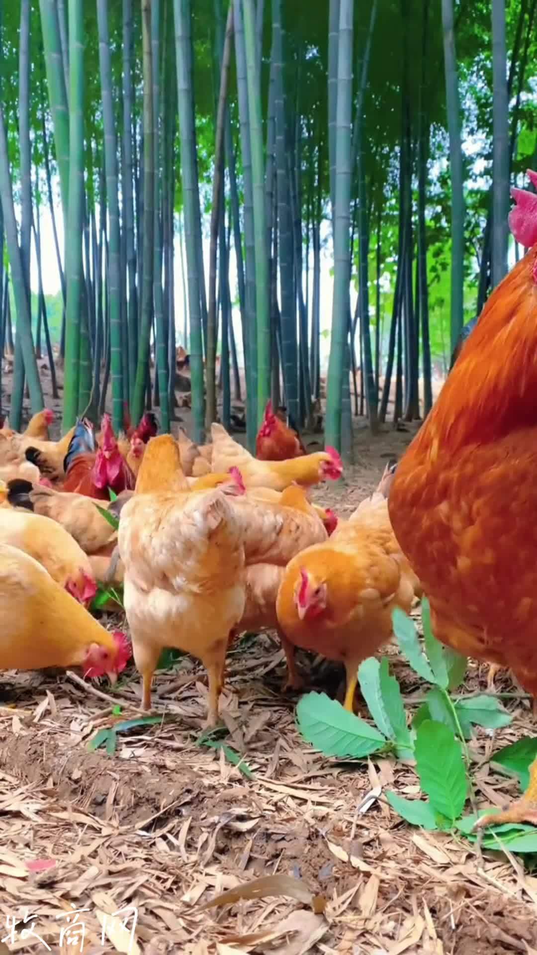 每天分享养殖技术和经验 农村散养土鸡 科学养鸡 养殖技术交流 养鸡小妙招