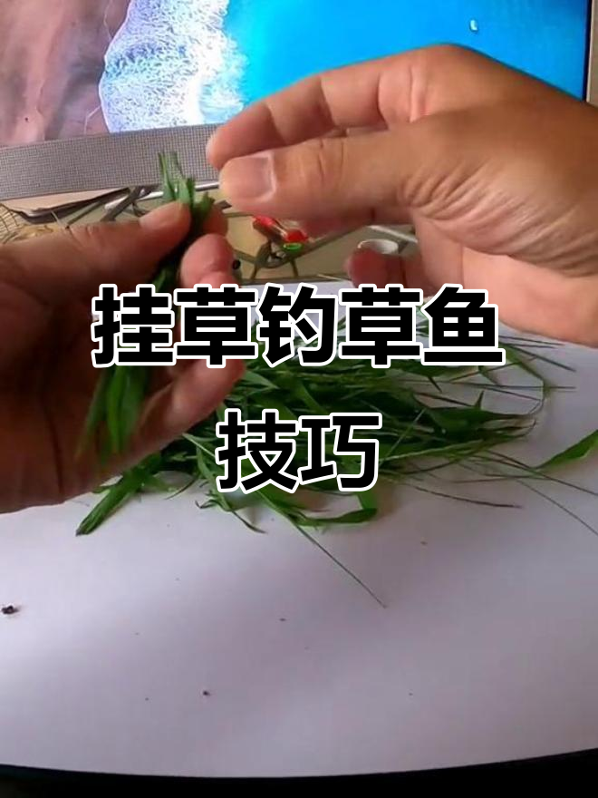 浮钓草鱼技巧:如何用青草挂钩,轻松钓鱼